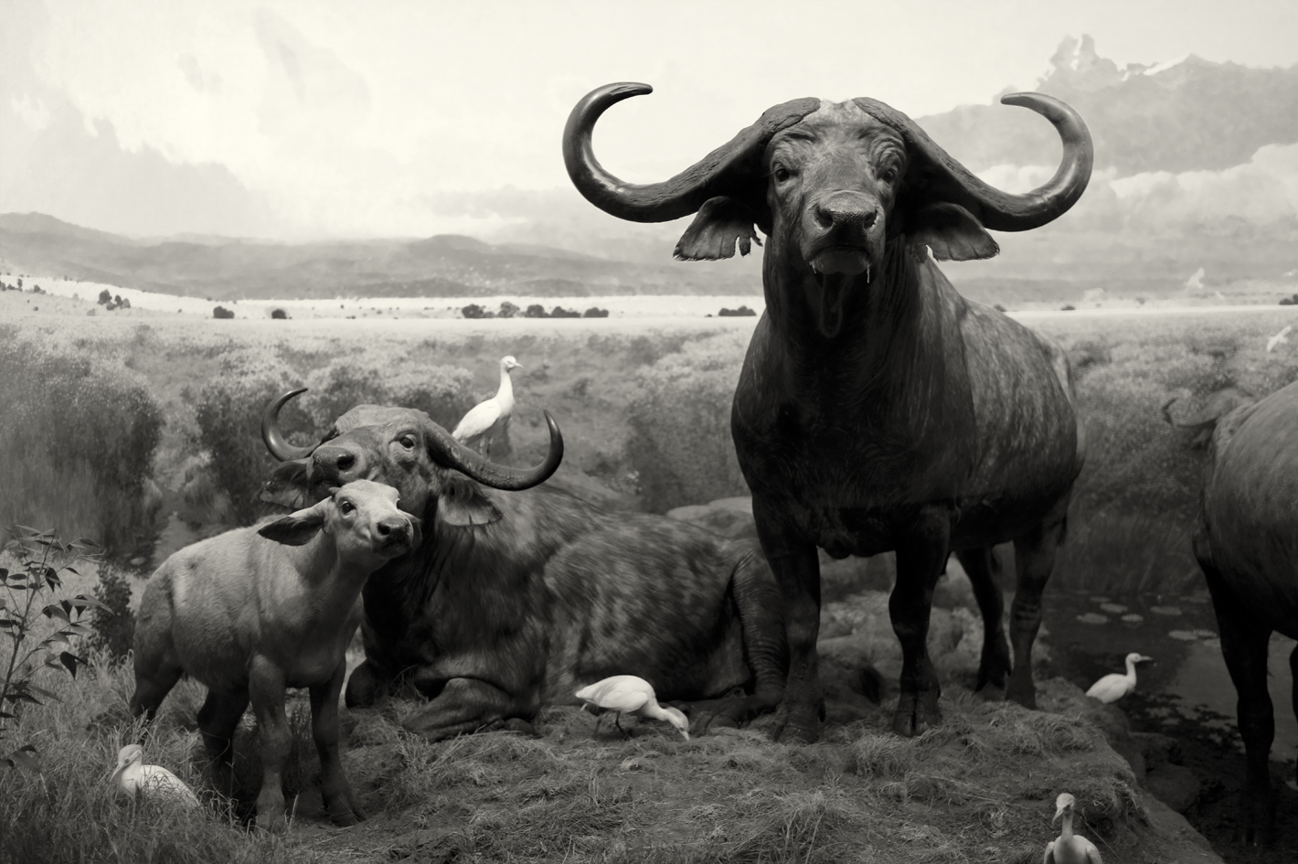 African Buffalo